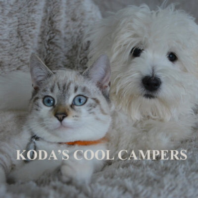Koda-Cool-Campers-Pet-Sitting